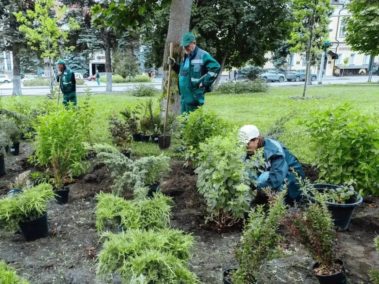 В саратовских скверах высадят 1,5 тысячи деревьев и 29 тысяч цветов