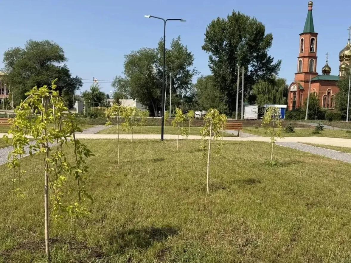 Осенью в Энгельсе высадят более 200 деревьев и кустарников Осенью в Энгельсе высадят более 200 деревьев и кустарников