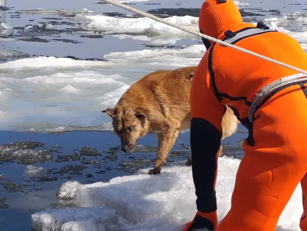 У саратовской набережной спасли собаку, застрявшую посреди Волги на тающей льдине У саратовской набережной спасли собаку, застрявшую посреди Волги на тающей льдине