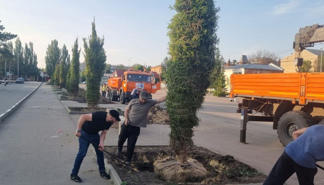 Высадка елей в Аткарске на Гагарина