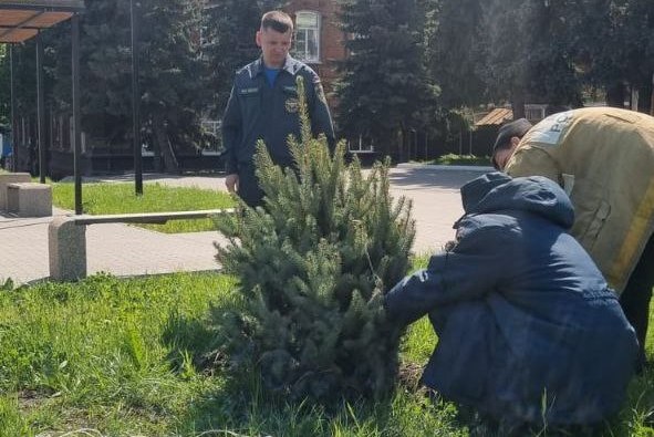 Высадка елей в Аткарске на Советской