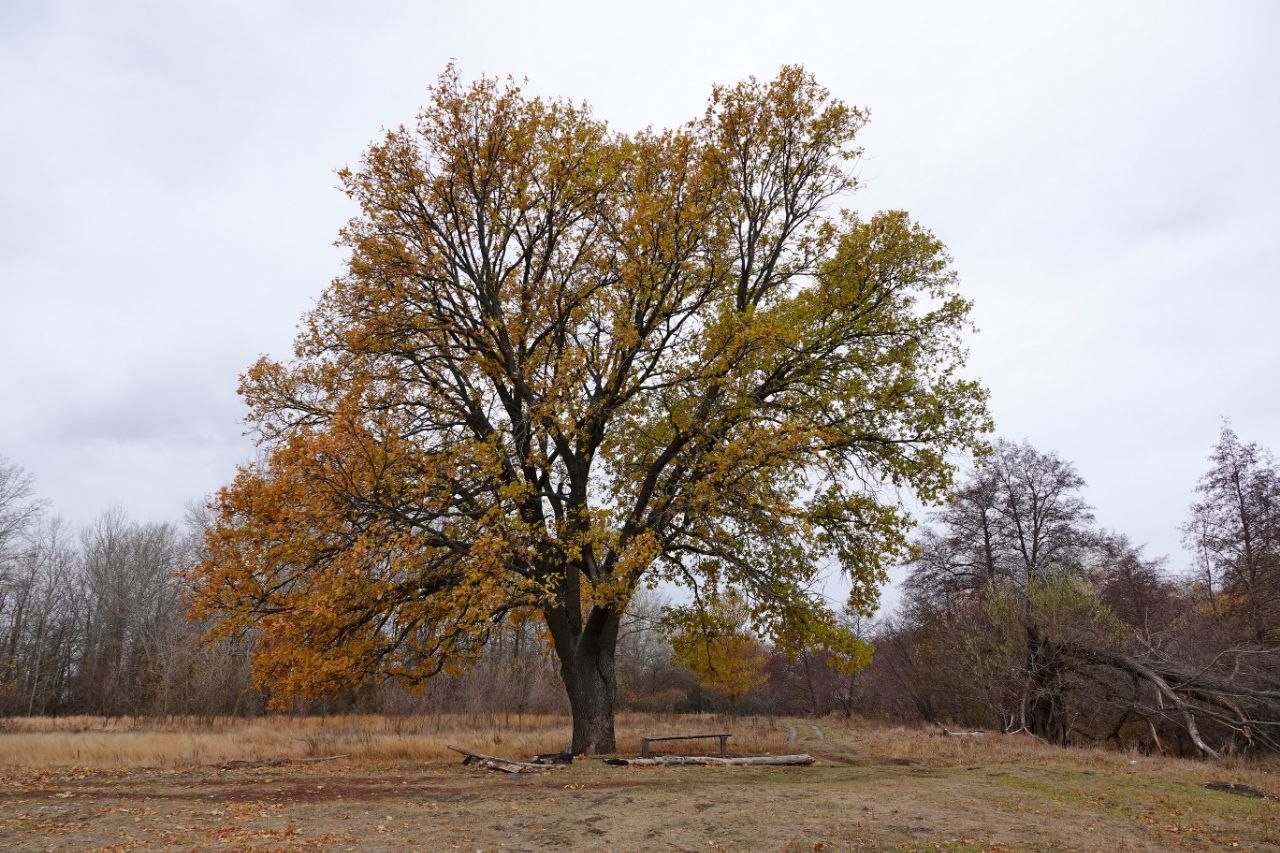 130-летний дуб Широкий Карамыш еще