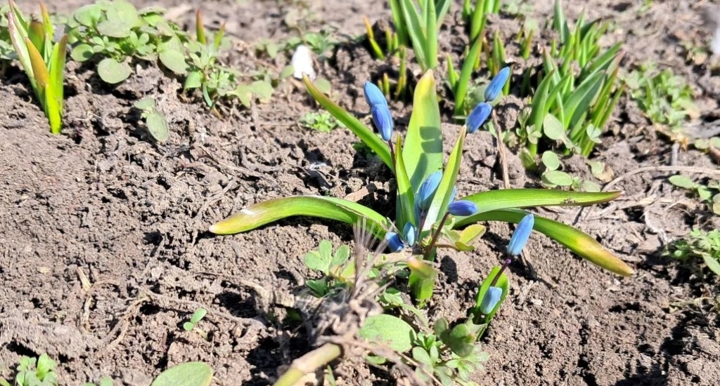 Дом №117 по улице Ленина в Калининске цветы