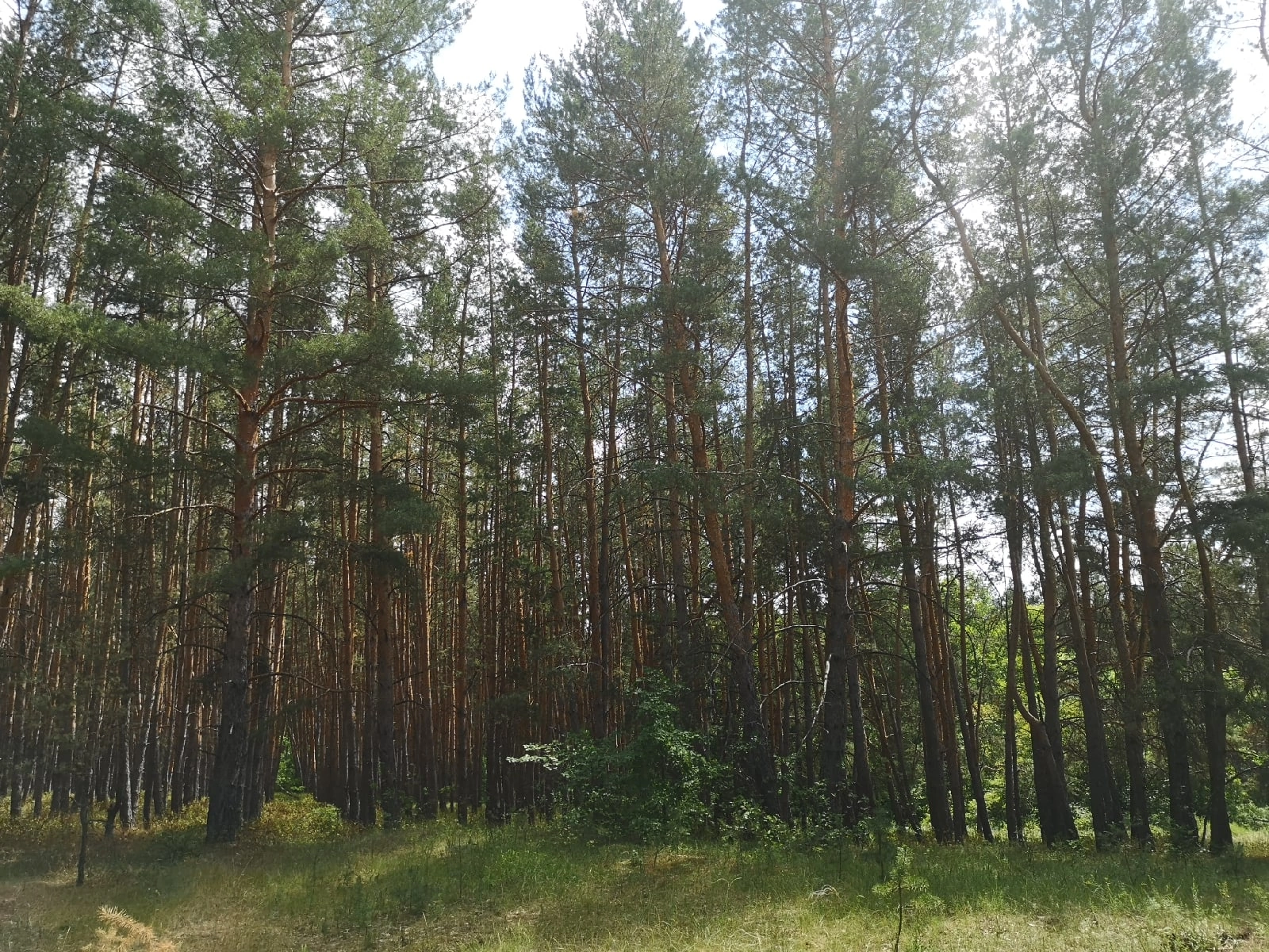 Лысогорье 13