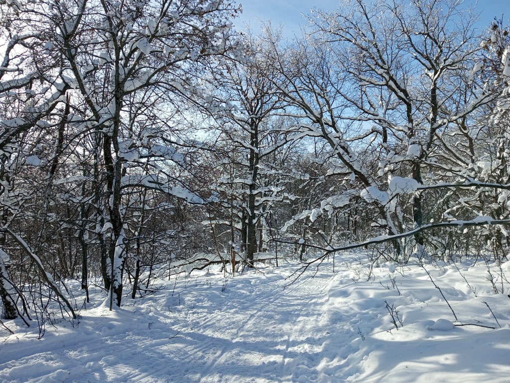 В зимнем лесу 1