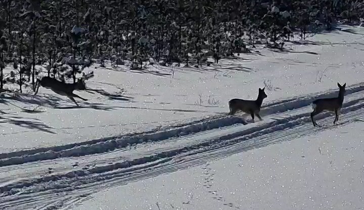 Косули в зимнем лесу