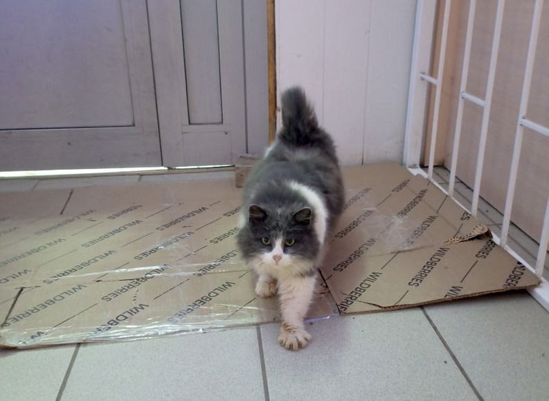 Кот Чижик в Марксе