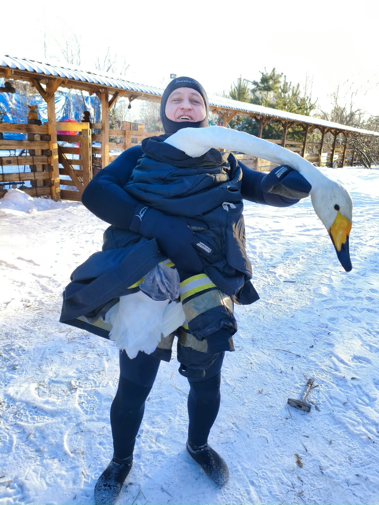 Лебедь в Татищевском районе