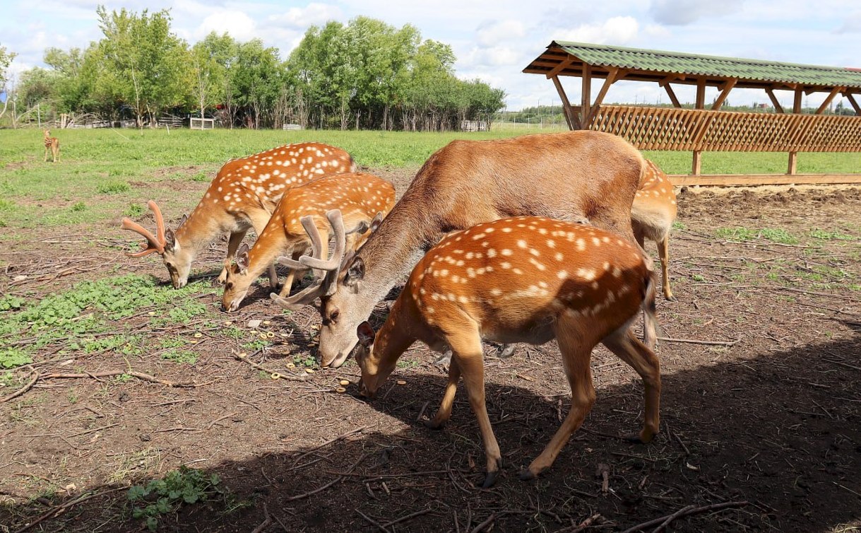 Экоферма Олений остров