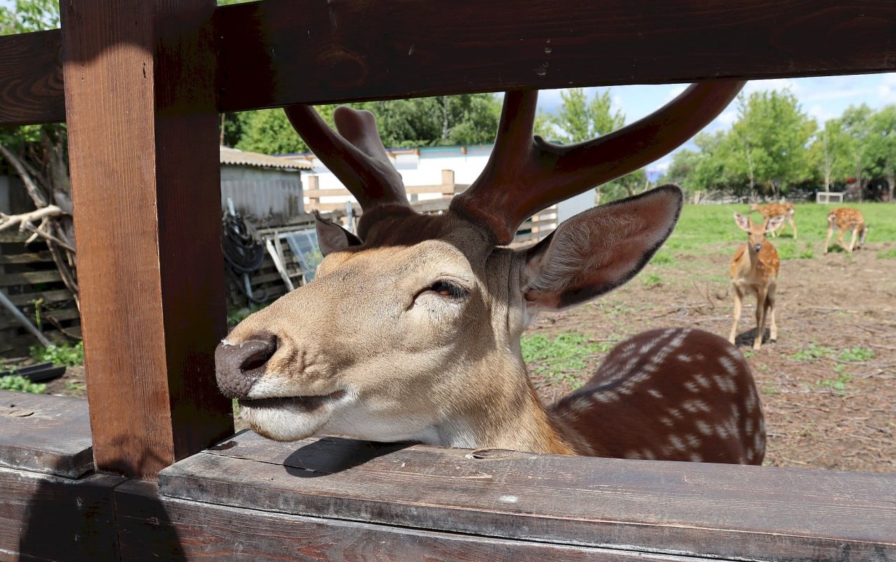 Олень Олежка