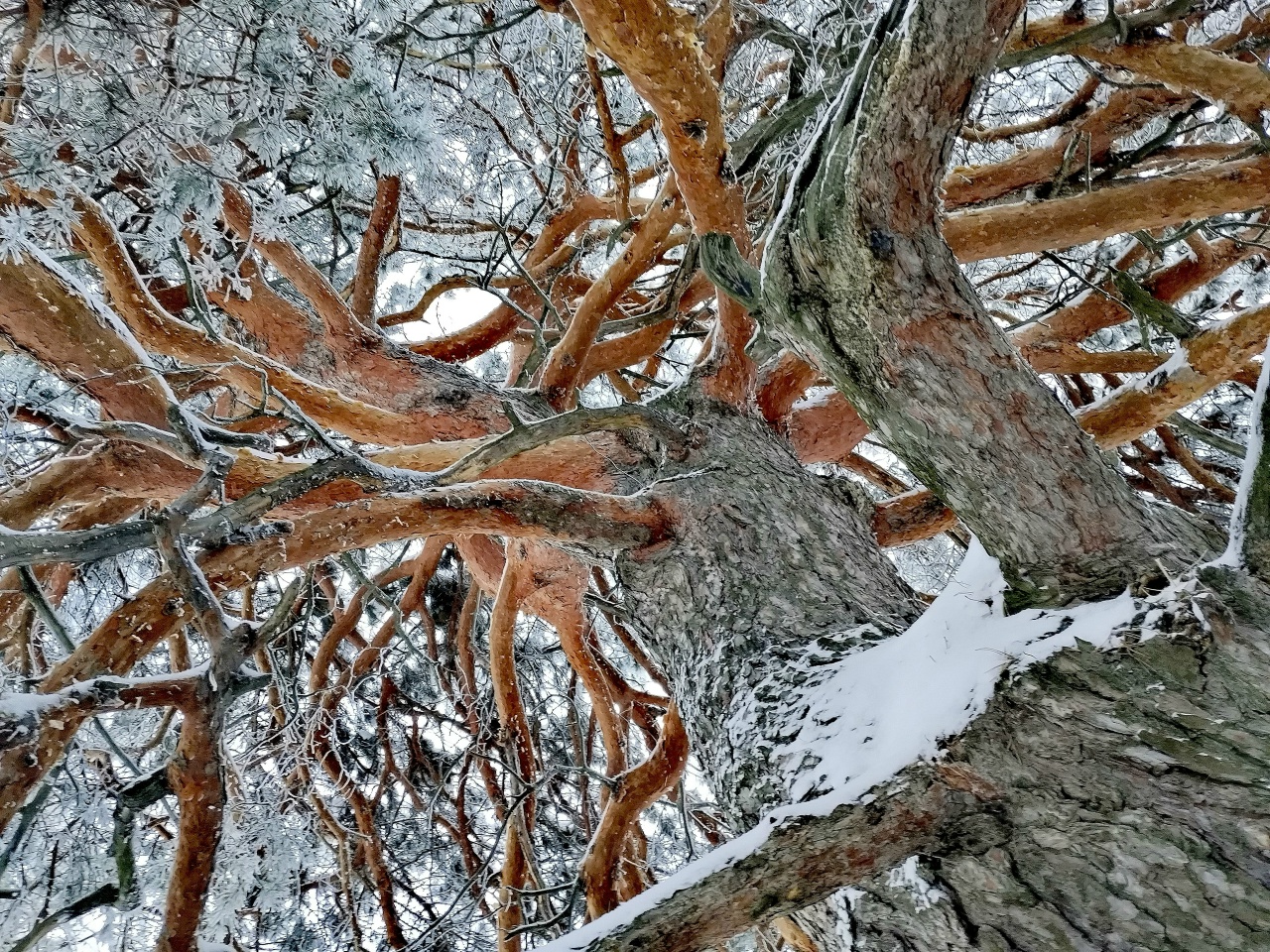 Сосна в Новоскатовке крона