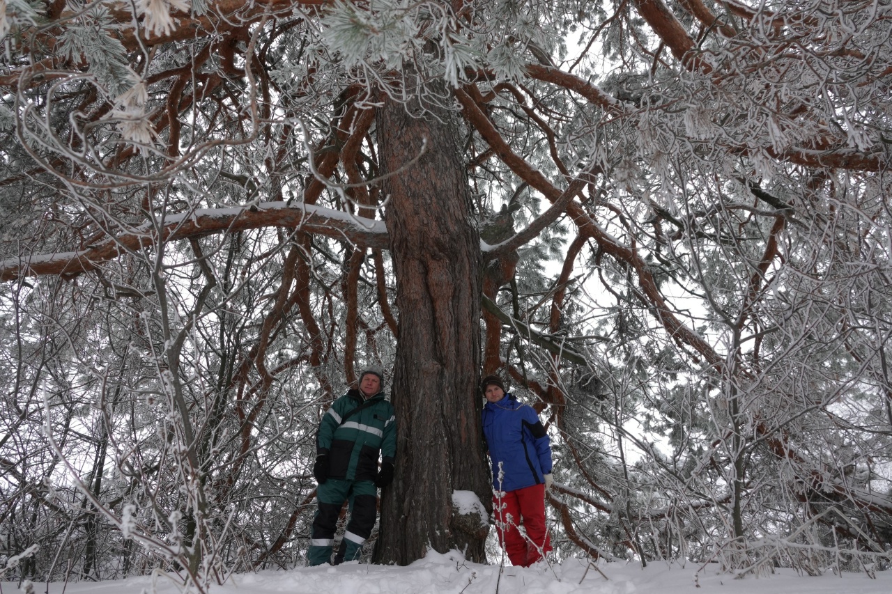 Сосна в Новоскатовке под кроной