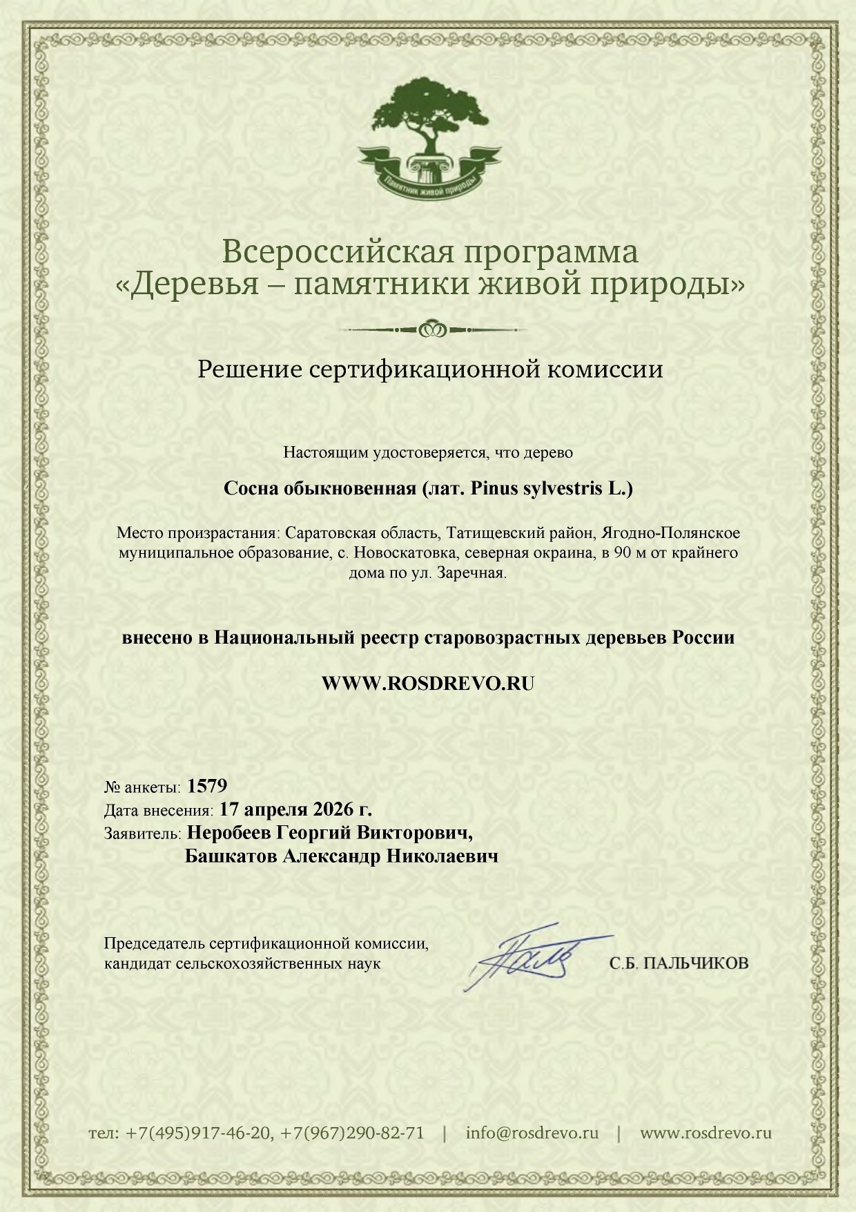 Сосна в Новоскатовке в реестре