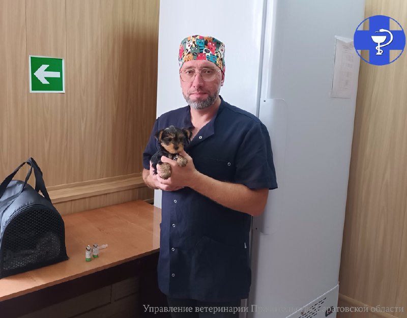 Саратовский ветеринар рассказал, как защитить лапы животных от реагентов зимой