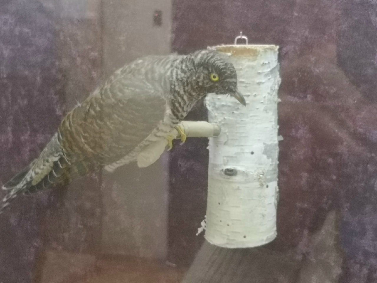 Тропы Хопра 1