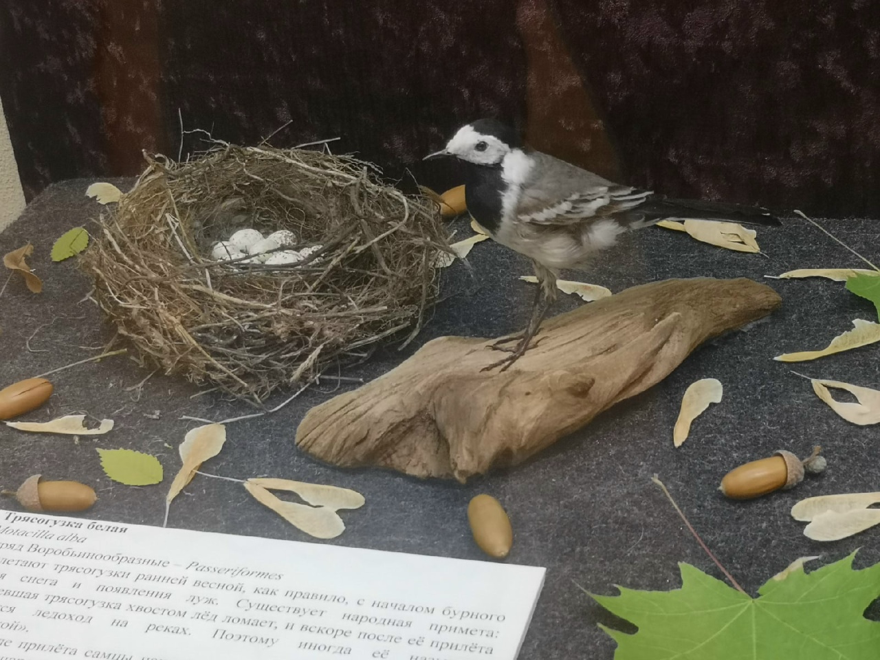 Тропы Хопра 2