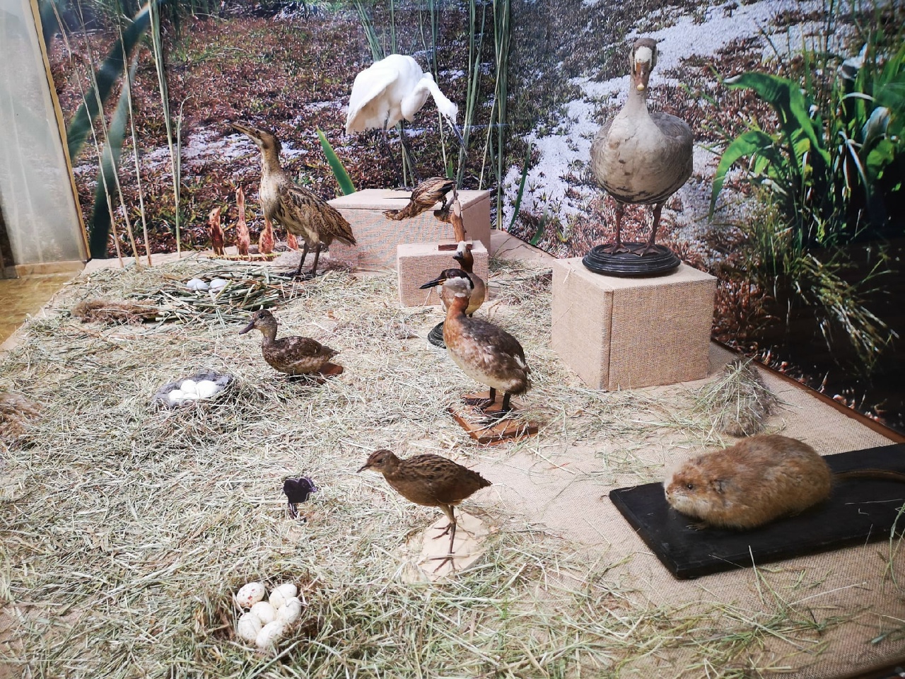 Тропы Хопра 5