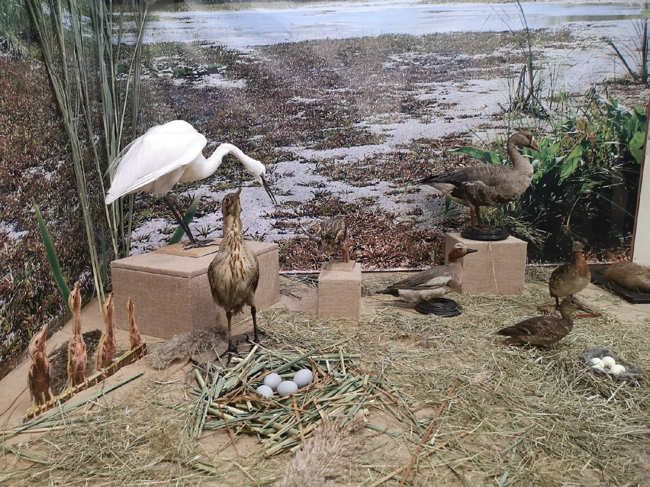 Тропы Хопра 7