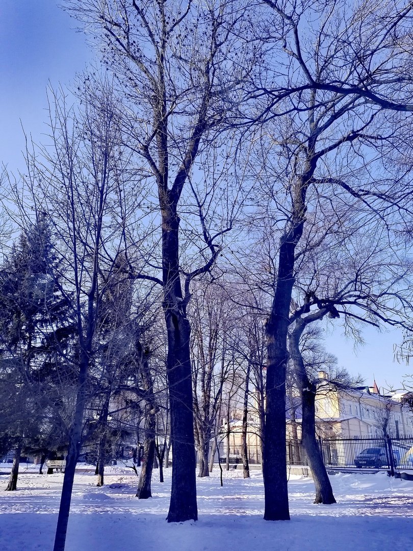 Бархат амурский в Липках