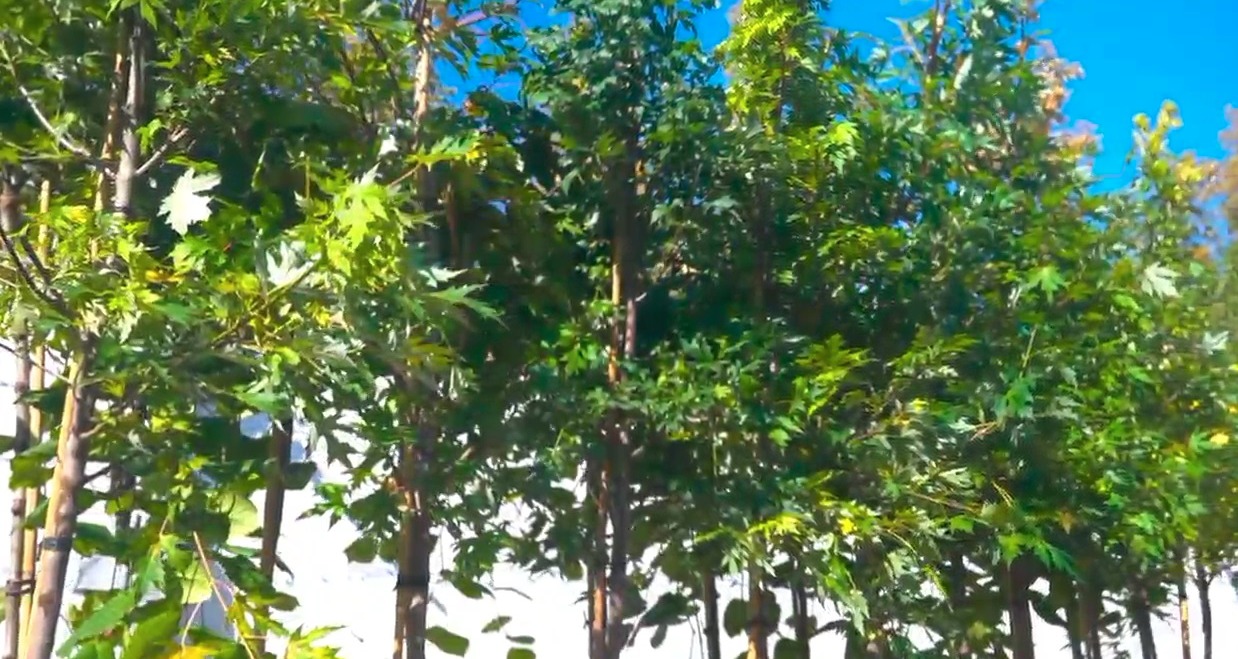 Саратовцы возмутились высадкой в городе дорогих и капризных растений Саратовцы возмутились высадкой в городе дорогих и капризных растений