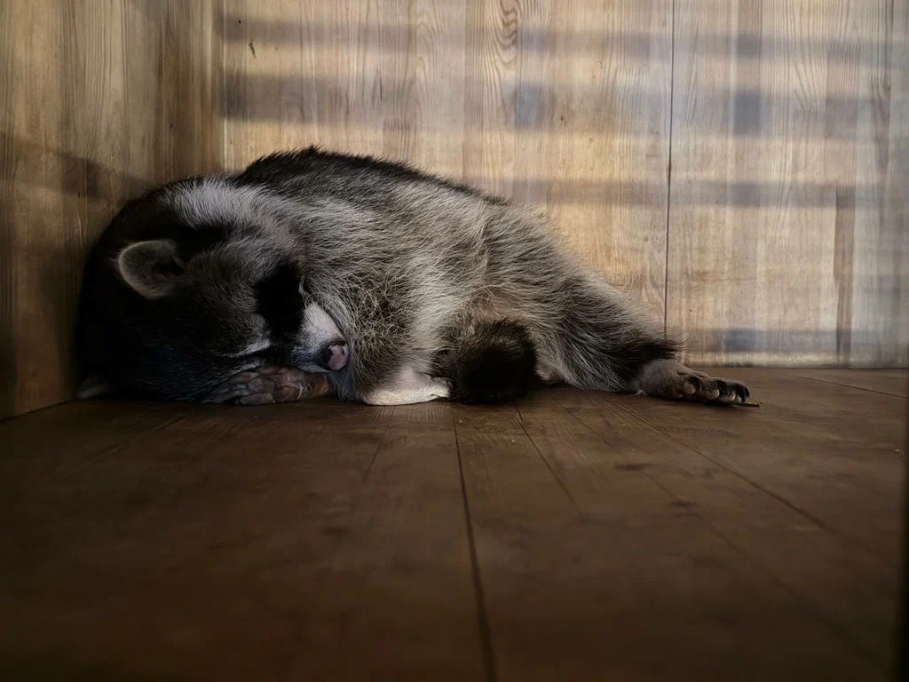 Енот в кальянной