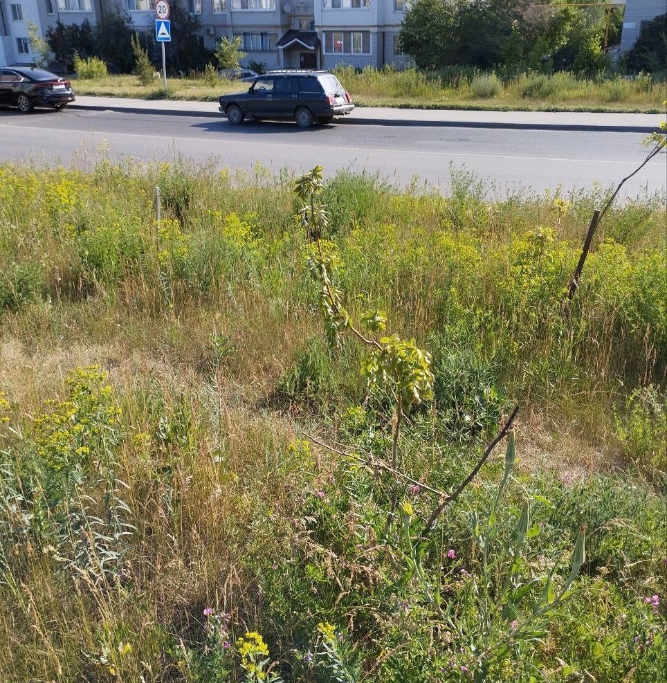 "сад памяти"