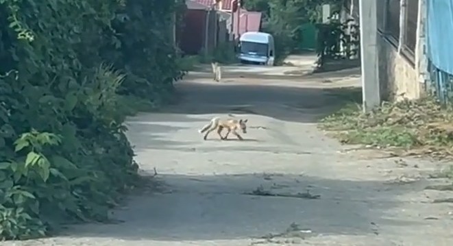 В Саратове семейство лис держит в страхе дачный массив В Саратове семейство лис держит в страхе дачный массив