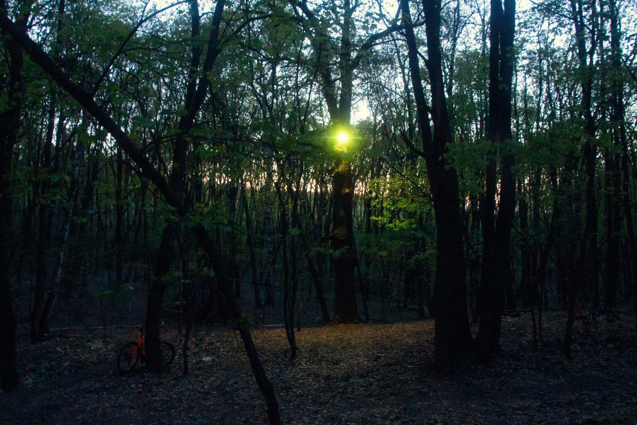 Дуб на Кумыске