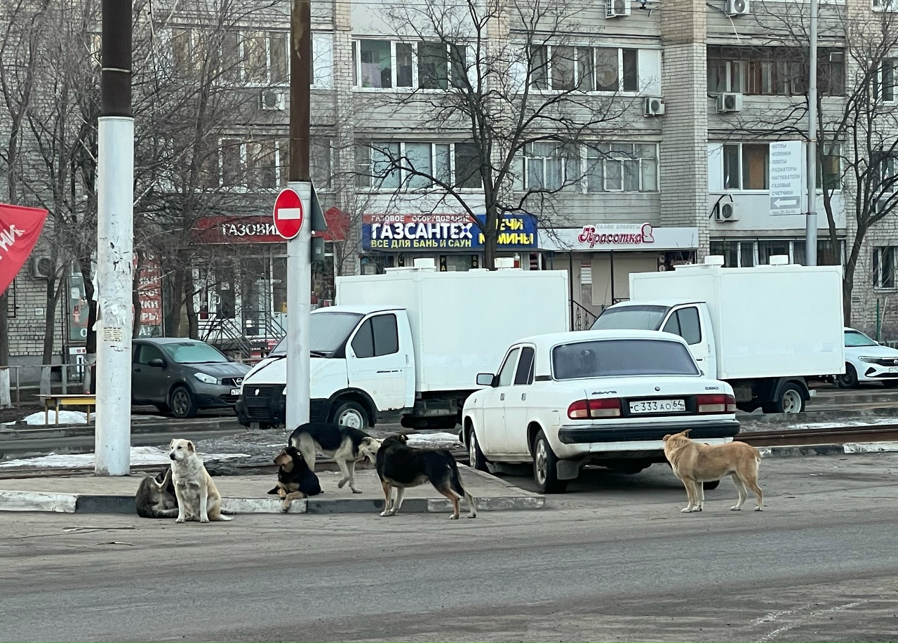 Саратовцы просят спасти их от агрессивной стаи собак у рынка «Шарик» Саратовцы просят спасти их от агрессивной стаи собак у рынка «Шарик»