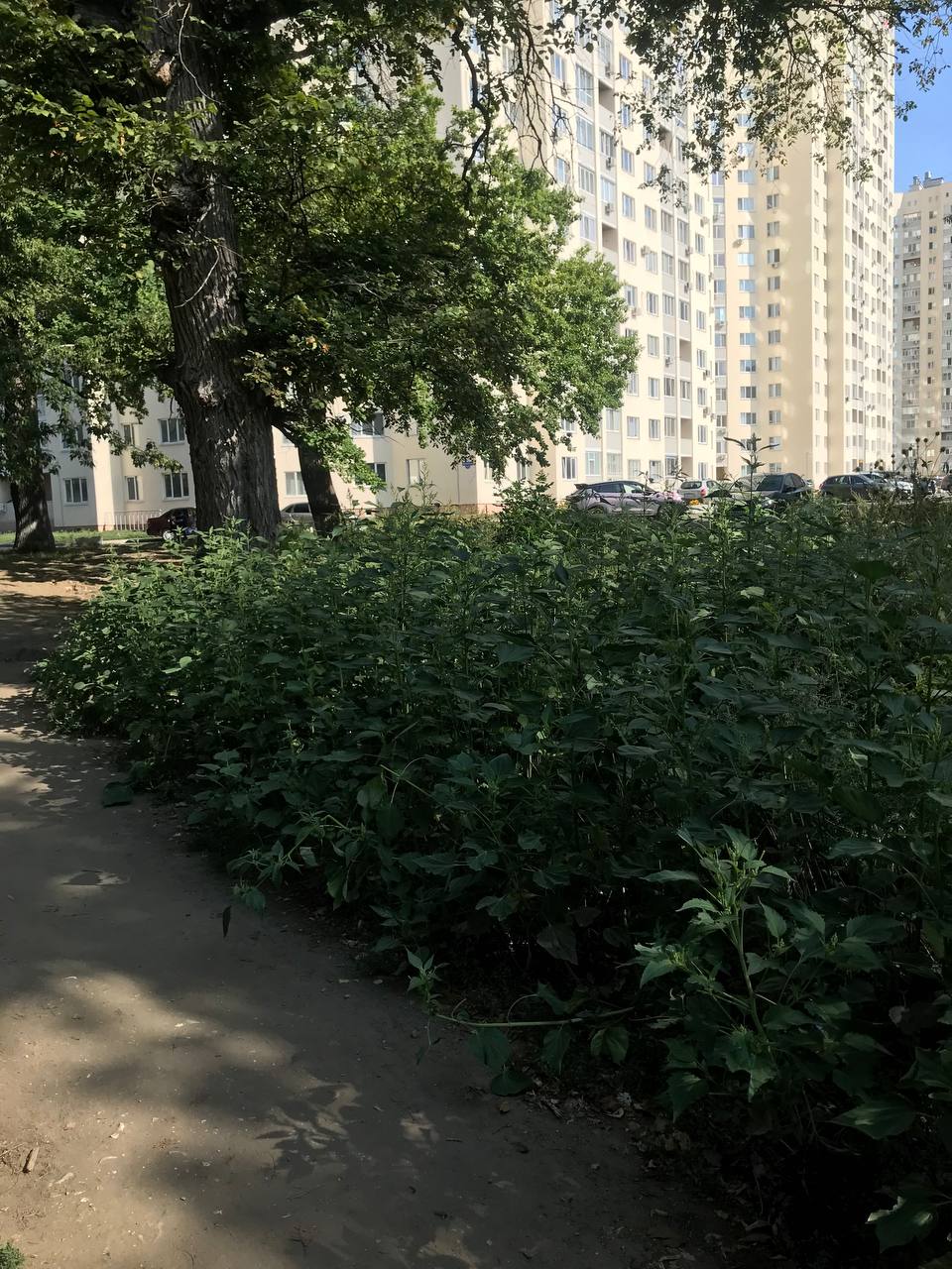 Трава на Ильинской