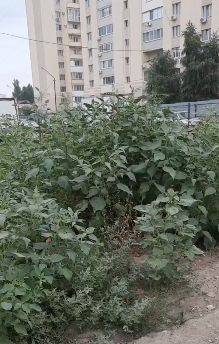 Трава на Орджоникидзе