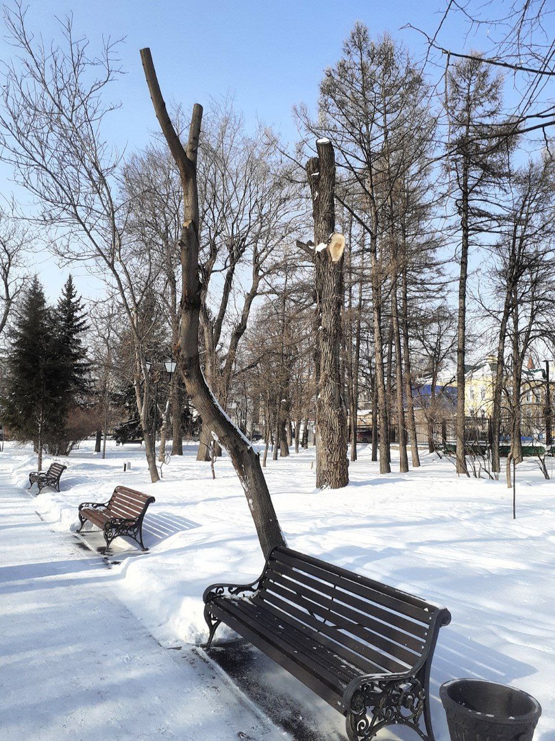 Деревья в Липках 1