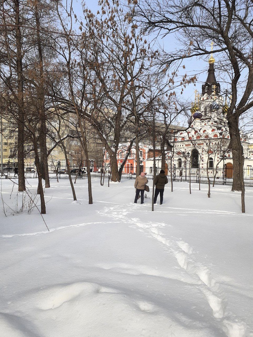 Деревья в Липках 3