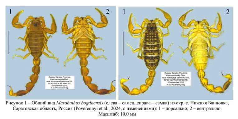 Скорпион саратовский еще один
