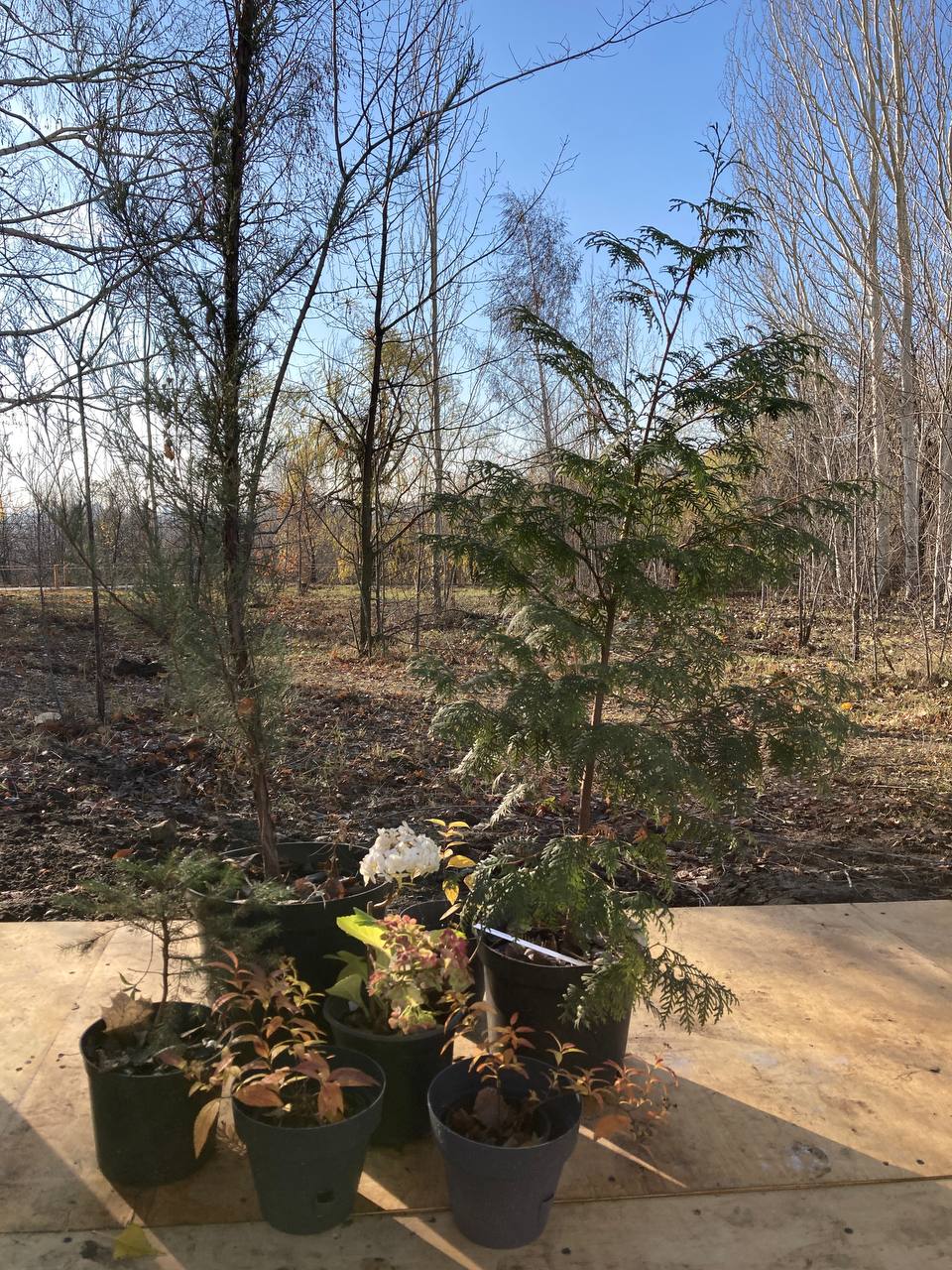 Ботанический сад СГУ 6