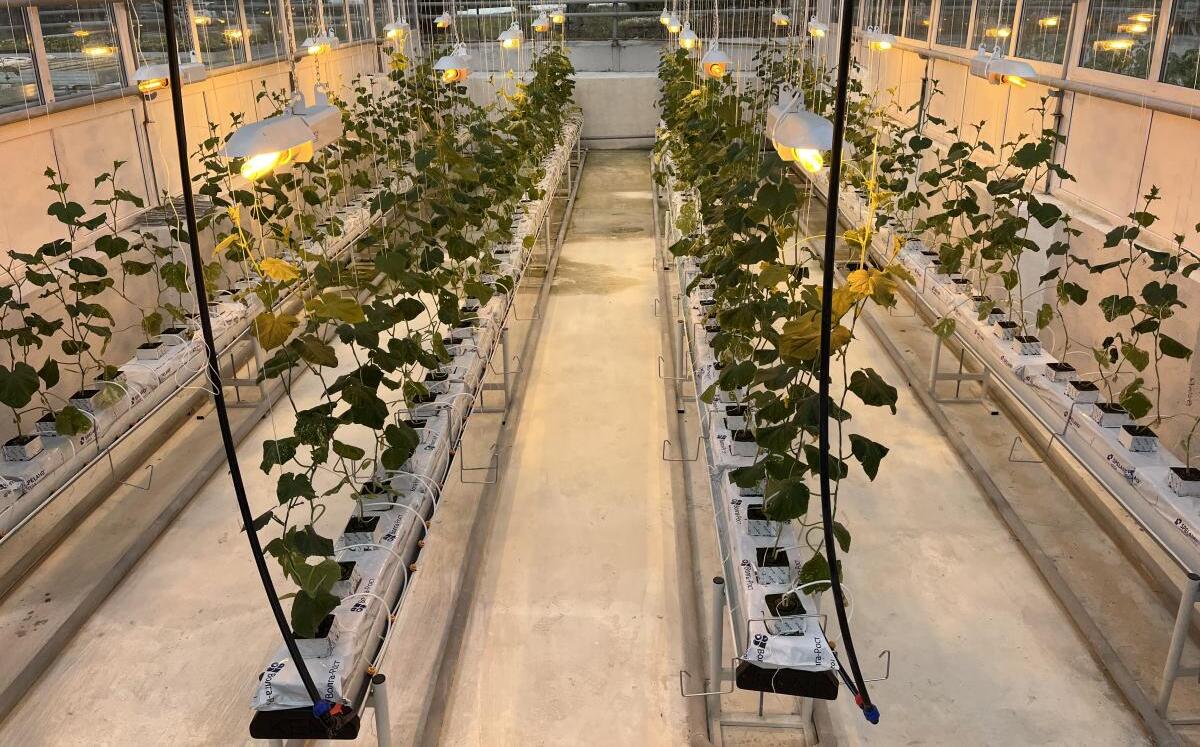 День науки Вавиловский