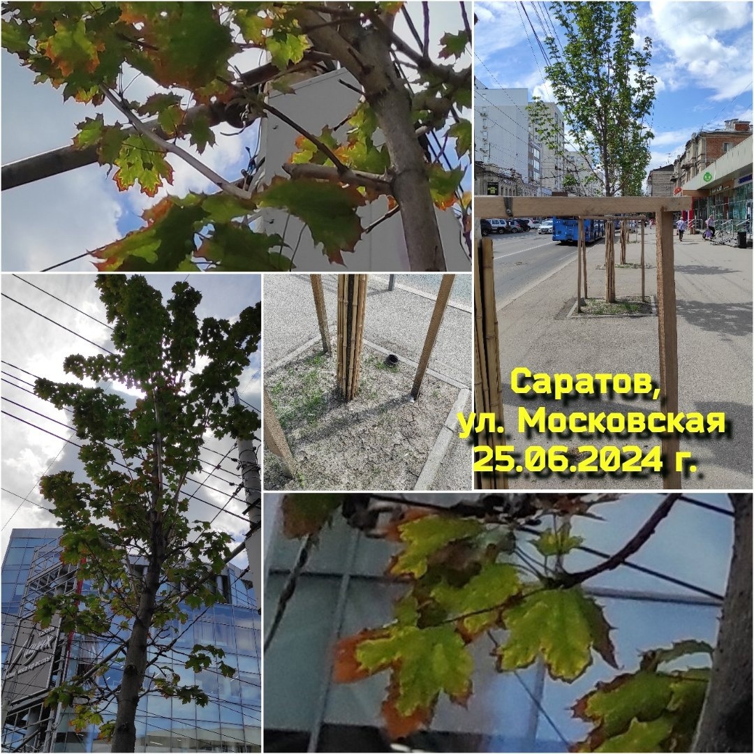 Деревья гибнут