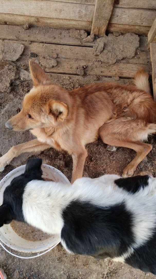 Собаки в приюте Рич