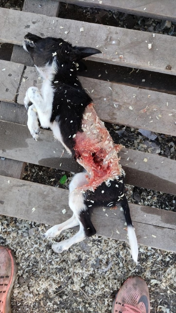 Собаку загрызли в приюте Рич