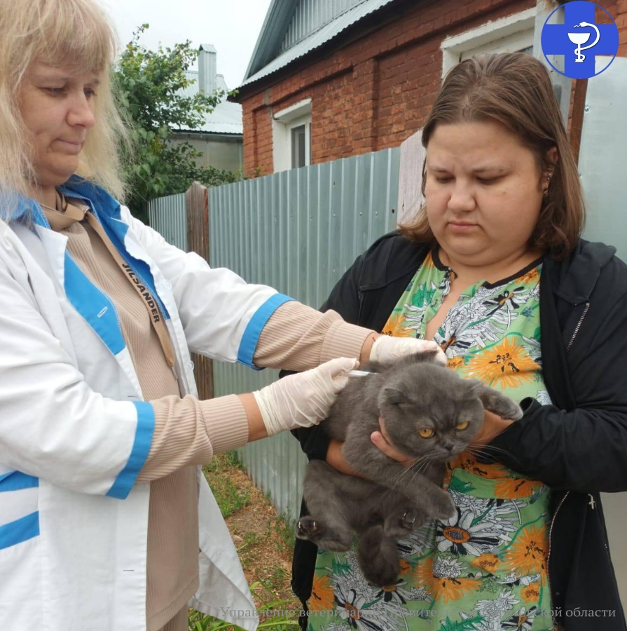 Котика прививают