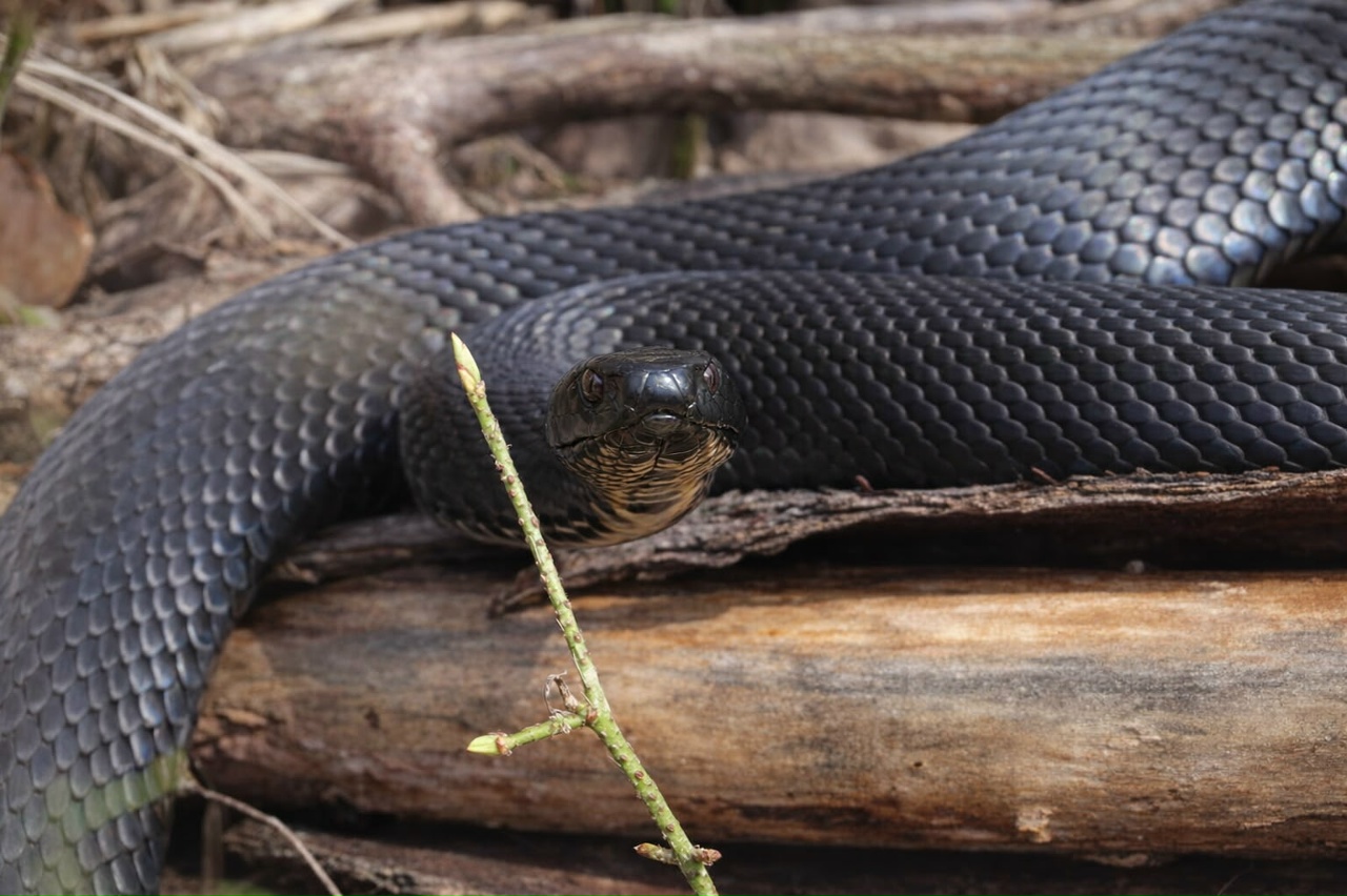 Саратовцев просят не убивать змей при встрече Саратовцев просят не убивать змей при встрече