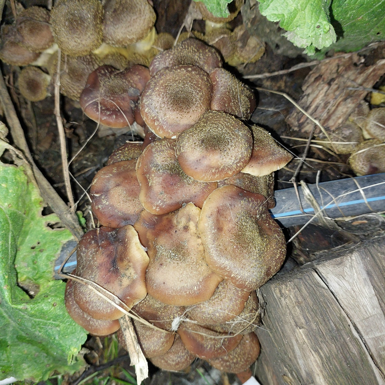 Саратовцы ведрами собирают грибы прямо во дворах Саратовцы ведрами собирают грибы прямо во дворах