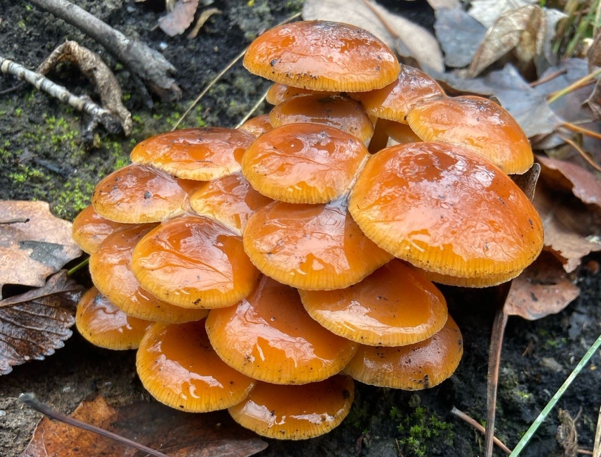 Грибы во дворах 2