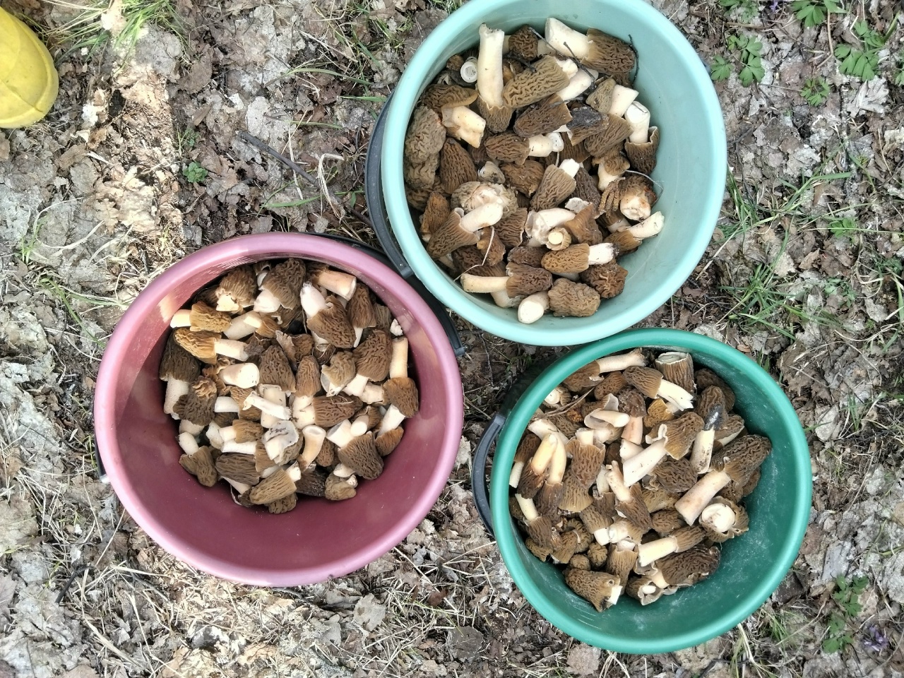 Хоть косой коси: саратовцы радуются обилию первых грибов в лесах Хоть косой коси: саратовцы радуются обилию первых грибов в лесах