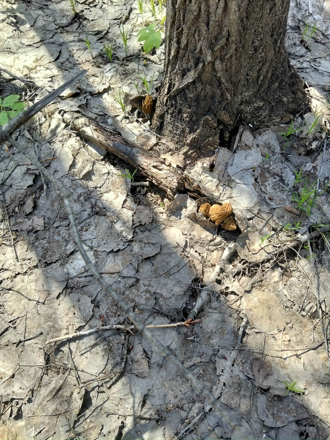 Грибы апрель 2026 1