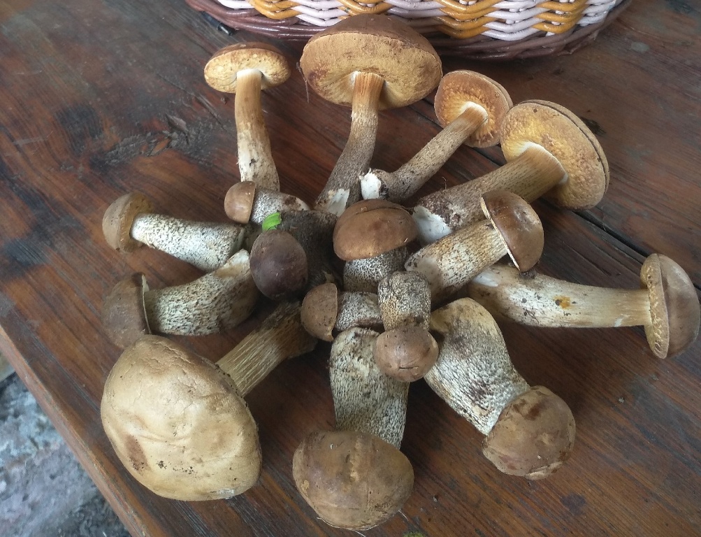 «Не может быть!»: саратовцев поразило грибное изобилие весной