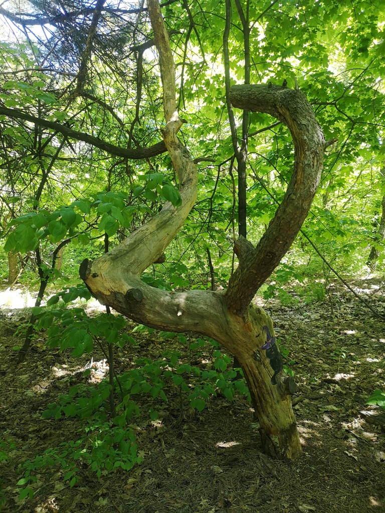 Кумыска экскурсии 15