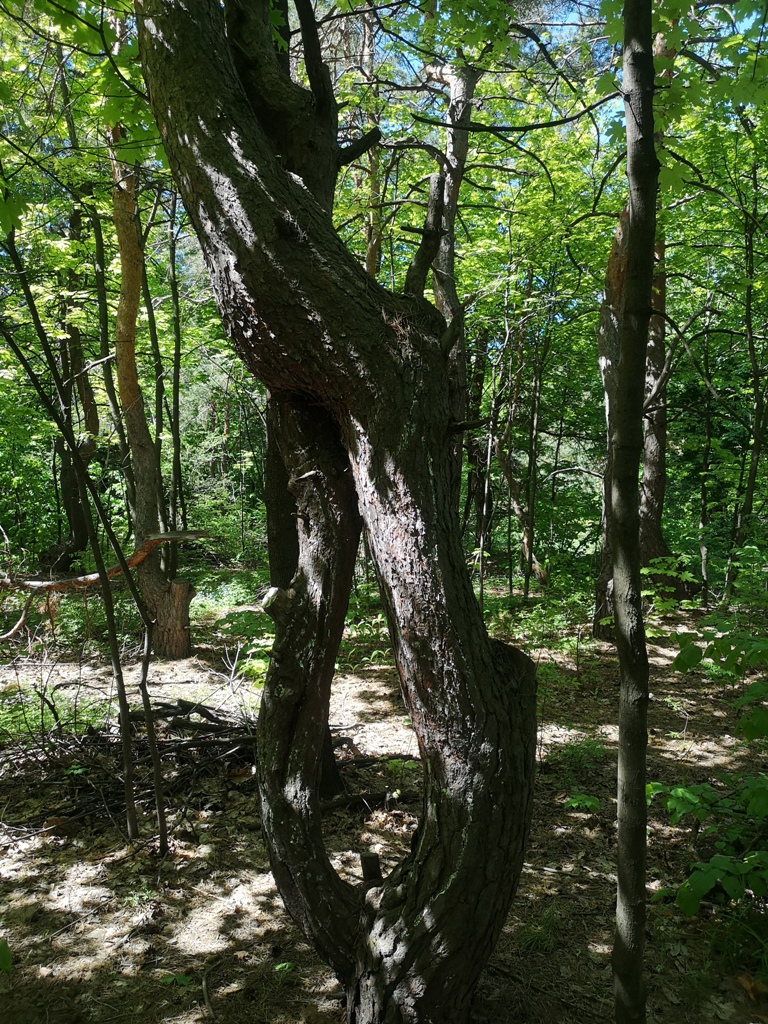 Кумыска экскурсии 19