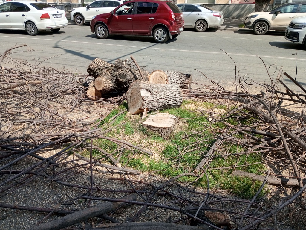 Деревья на Горького спилили 5