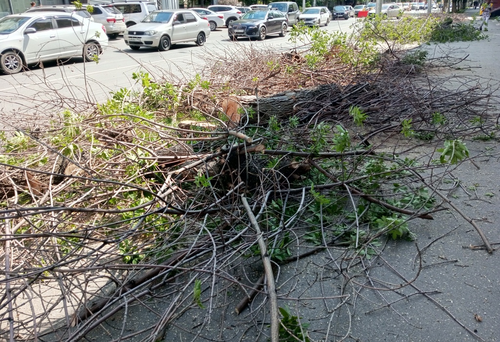 Деревья на Горького спилили 4